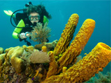 Diver looking at sponges in Belize