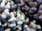 Bleached corals in the Pacific make small step to recovery