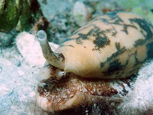 Cone shell feeding