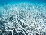 Great Barrier Reef suffers extreme coral bleaching for the second year in a row