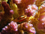 Coral crab peeking out