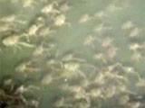Swarming crabs