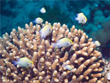 Fish boost photosynthesis by wafting water around corals