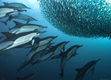 Dolphins chasing shoal of fish