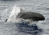 False killer whale in Hawaii