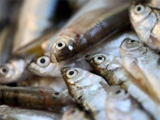 Seafood fraud found worldwide