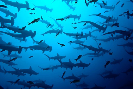 Hammerhead sharks in the Galapagos