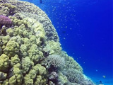 Beautiful hard corals