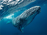 Baby whales whisper to evade predators