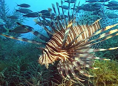 Lion Fish in USA by Paula Whitfield
