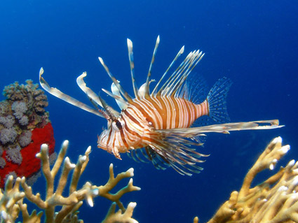 Lionfish communicate to hunt