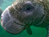 Manatees have something no other mammal does: body hair with super powers.