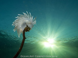 Ocean Art Underwater Photography Contest 2016 Now Open