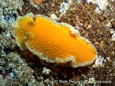 Orange Peel Nudibranch, Tochuina tetraquetra