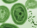 Cyanobacterium