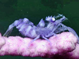 Papua New Guinea shrimp