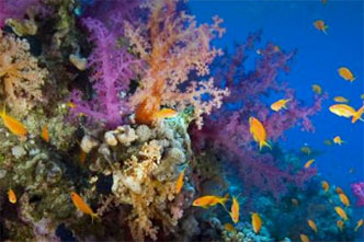 Reef and anthias