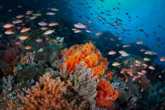 Reef in Indonesia