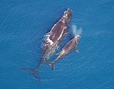North Atlantic Right Whales