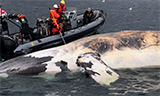 Right Whale to Hunt?