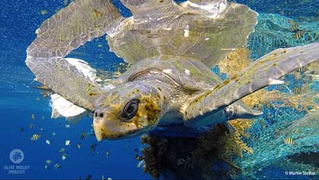 Turtle and fising net
