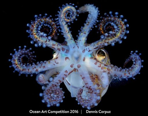 Amazing Squid by Dennis Corpuz