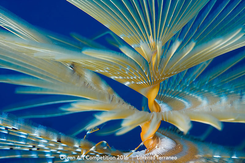 Dancer Sea Worm by Lorenzo Terraneo