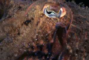 Eye of the cuttlefish