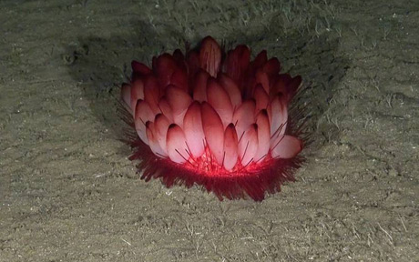 Sea urchin (Phormosoma placenta)