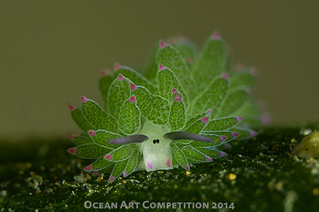 Award winning nudibranch photo