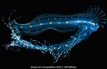 1st Place Macro by Jeff Milisen. Larval cusk eel with external stomach