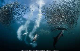 Sardine Run - taken in Port St Johns, South Africa.  Cape Gannet taking advantage of the strategy of the dolphins