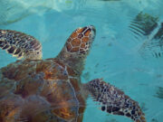 Turtle - IUCN Underwater Photo Contest