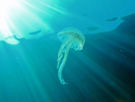 Mauve Stinger Jellyfish, the most venomous Mediterranean jellyfish