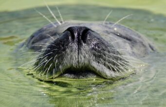 Seal whiskers