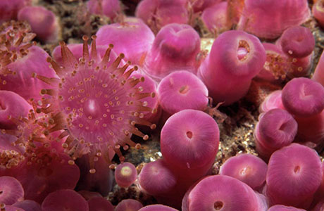 jewel anemones, Corynactis viridis
