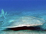 The rare Angel Shark still survives in the Canary Islands