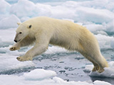 Polar bear in arctic