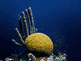 Brain Coral and tube sponges in Belize