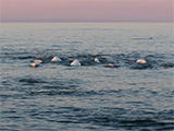 Beluga swimming