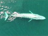 Blue Whale