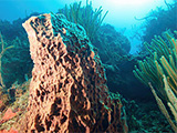 Carpenter's Rock dive site in Antigua