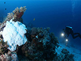 Diver examining coral