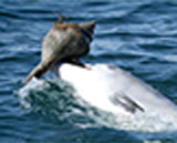 Dolphin foraging for shells