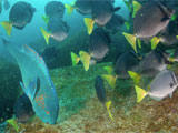 Fish in the Galapagos
