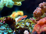 Fish on coral