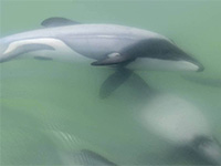 Hector dolphins