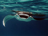 Manta ray