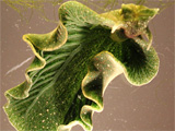 Nudibranch - Elysia chlorotica