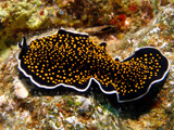 Nudibranch